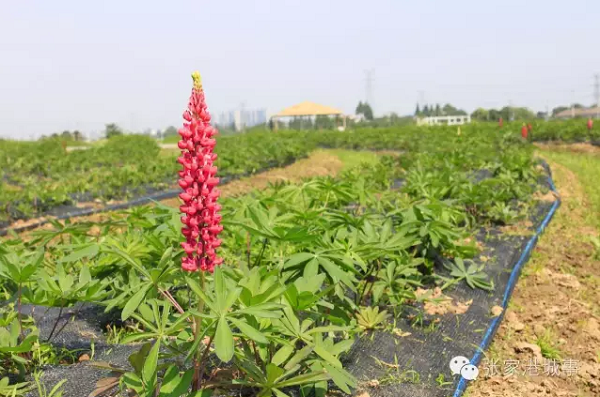 Flowers in gorgeous bloom at Vanilla Garden