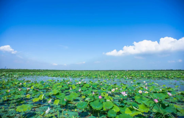 In pics: Lotus flowers lend charms to Shuangshan Island