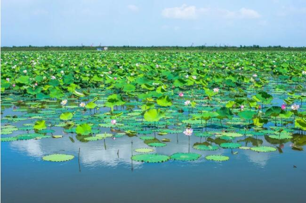 In pics: Lotus flowers lend charms to Shuangshan Island