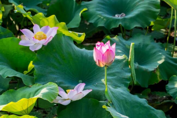 In pics: Lotus flowers lend charms to Shuangshan Island