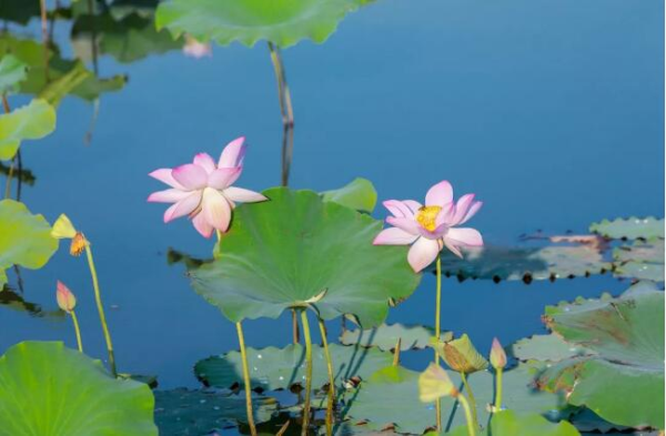 In pics: Lotus flowers lend charms to Shuangshan Island