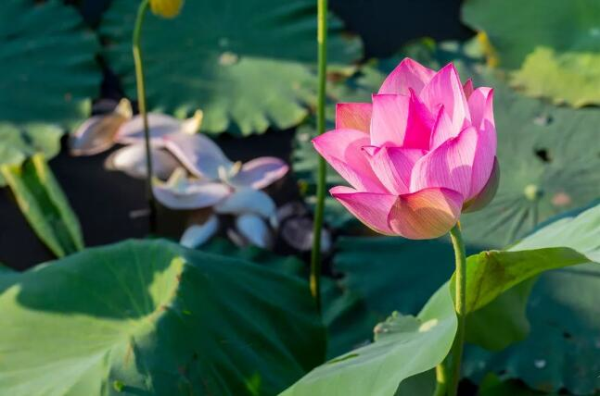 In pics: Lotus flowers lend charms to Shuangshan Island