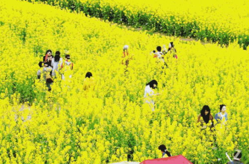 Blooming rape flowers seen in Changyinsha