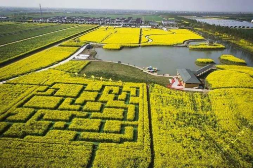 Blooming rape flowers seen in Changyinsha