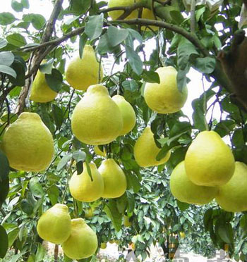 Nankang Sweet Grapefruit