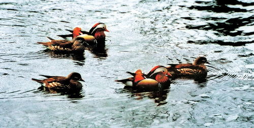 <EM>Yuangyang</EM> (Lovebirds) Lake