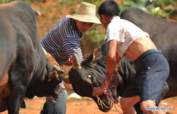 'Bull fight' event performed in E China