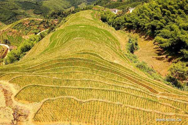 Scenery of Shangbao Terrace Fields in E China