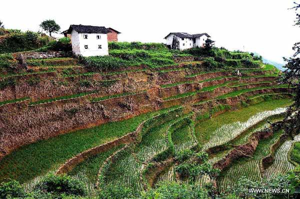 Scenery of Shangbao Terrace Fields in E China