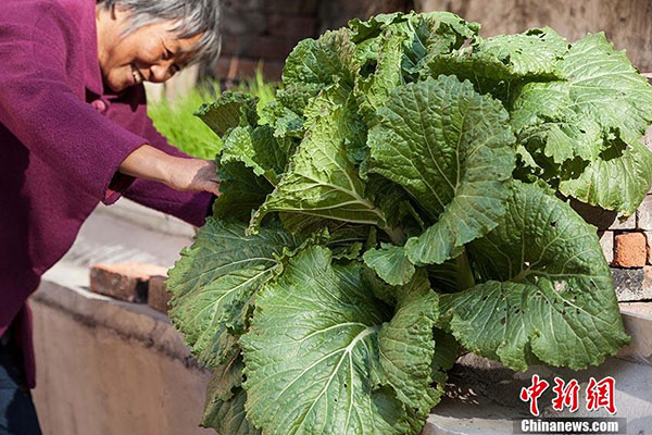 Giant cabbage found in Changchun