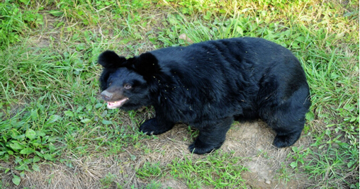 Jilin policemen help a wandering black bear get back “home”