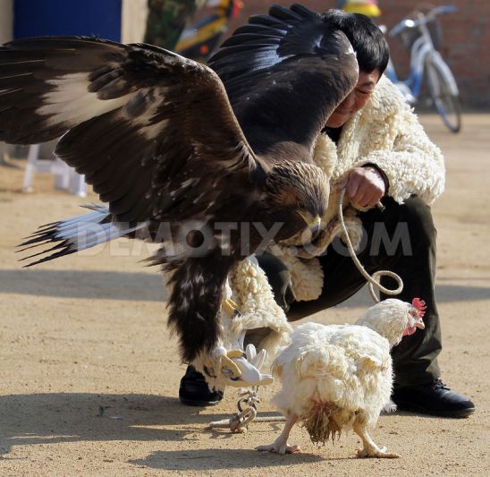 Falconry in Wulajie Manchu town