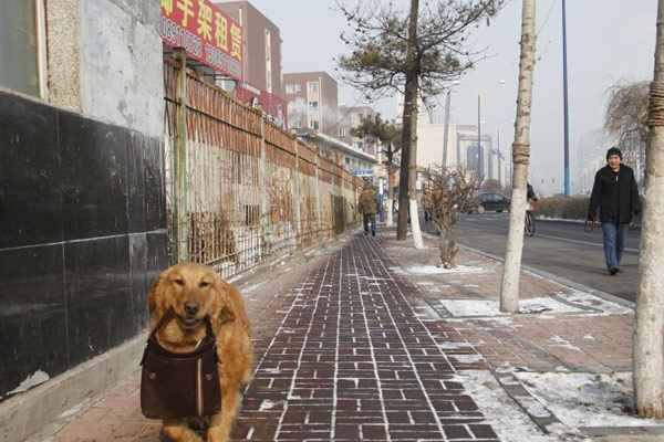 The old man and the Golden Retriever