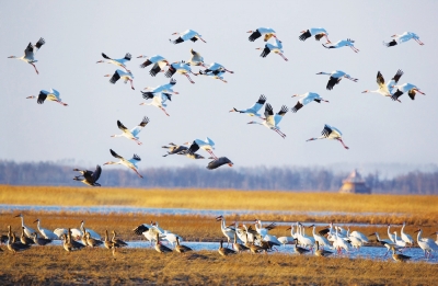 Birds migrate through NE China's wetlands