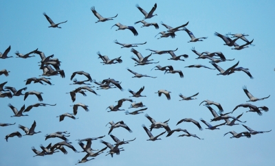 Birds migrate through NE China's wetlands