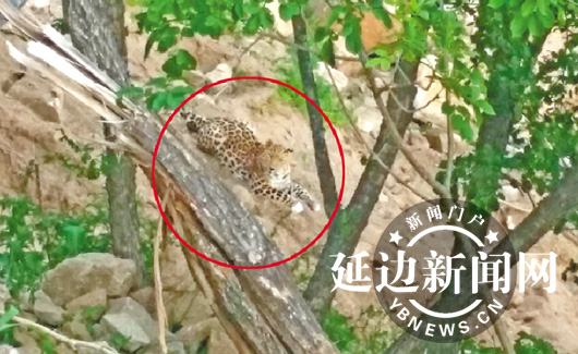 Leopards come into contact with humans in NE China