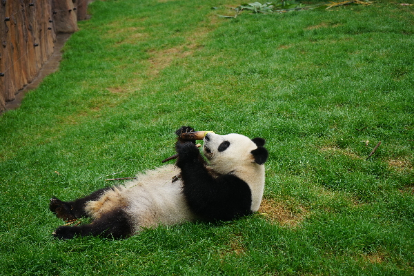 Pandas put on a public appearance in NE China