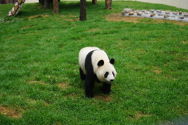 Pandas put on a public appearance in NE China