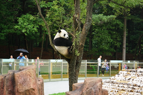 Pandas put on a public appearance in NE China