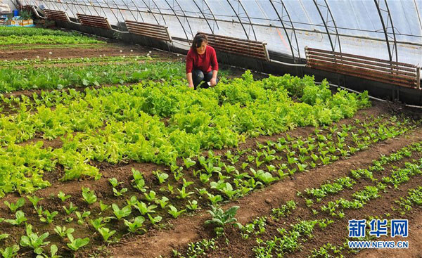 Jilin's interest in agriculture helps raise farmers' income