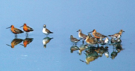 Tourist festivals: International Bird Watching Festival, Yalu River Wetlands (April)