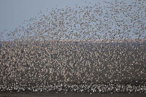 Tourist festivals: International Bird Watching Festival, Yalu River Wetlands (April)