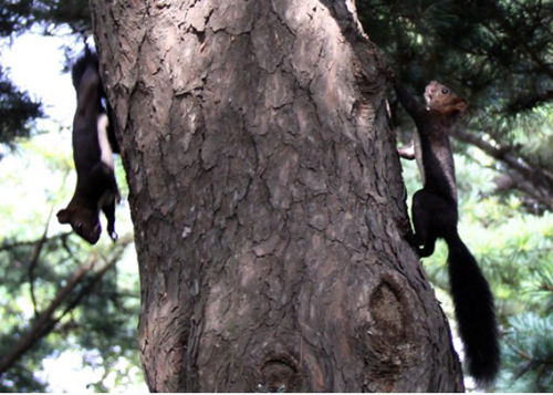 Jinjiang Mountain Park: A squirrel playground