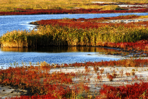 Sights: Bird lovers flock to Yalu River estuary