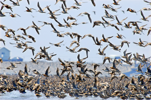 Sights: Bird lovers flock to Yalu River estuary