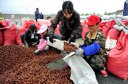 Chestnut harvest in Donggang