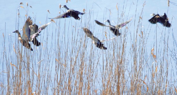 Wild ducks become Dandong residents