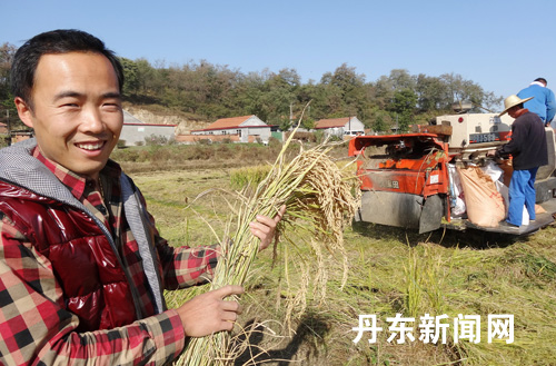 A bumper harvest in Dandong