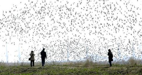 Birds Viewing Festival opens at China-DPRK border city