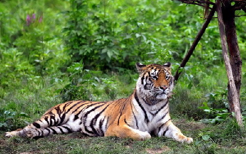 Zoo where tigers starved reopens