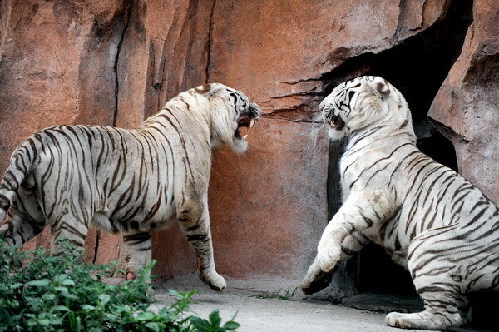 Zoo where tigers starved reopens