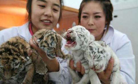 Two pairs of tiger cubs born in NE China zoo