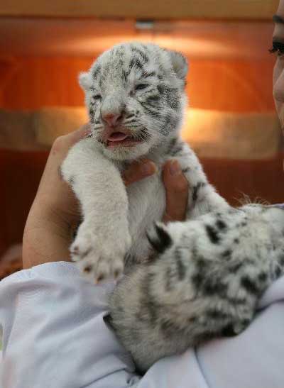 Two pairs of tiger cubs born in NE China zoo