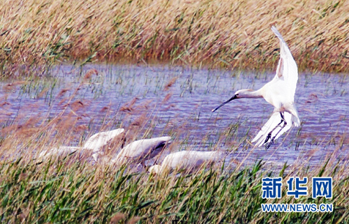 Wolong Lake sees large numbers of migratory birds