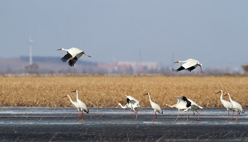 Siberian cranes arrive at Huanzidong National Wetland Park