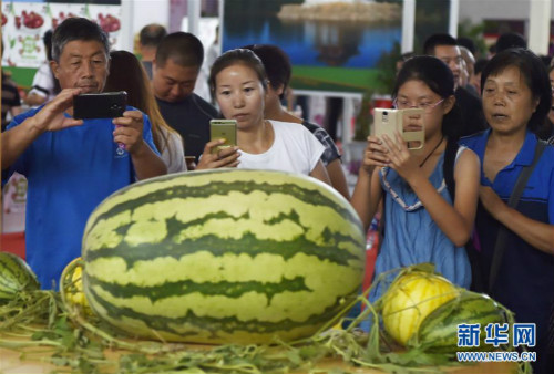 Liaoning agricultural expo underway in Shenyang