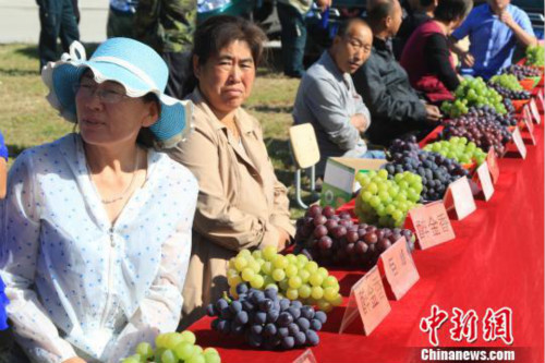 Grape festival held to promote marketing