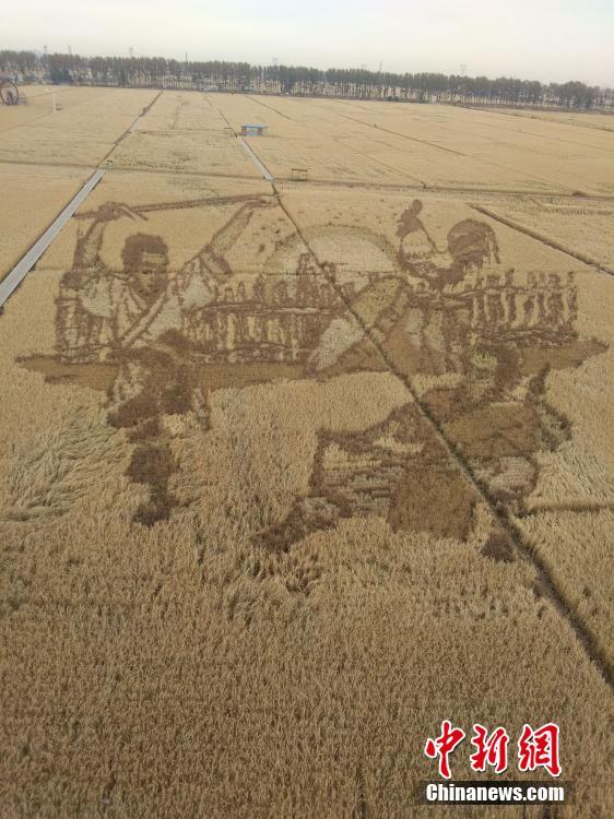 Paddy field pictures take on different scenery at rice harvest season