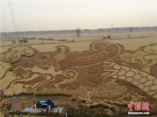 Paddy field pictures take on different scenery at rice harvest season