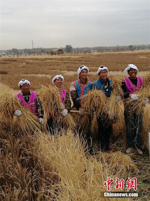 Paddy field pictures take on different scenery at rice harvest season