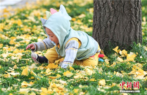 Gingko trees add autumn color at Shenyang university