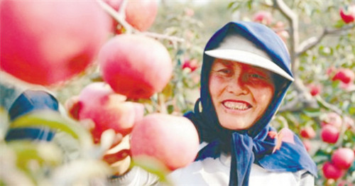 Hanfu apples ripe for picking