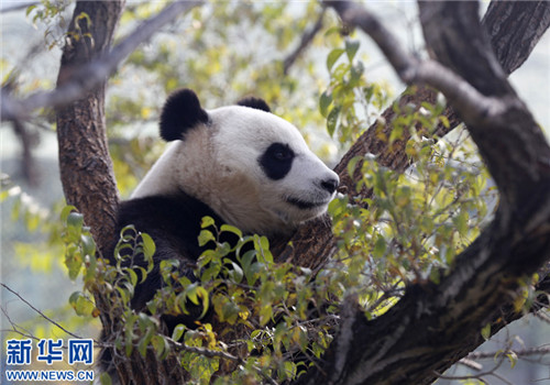 Giant pandas get used to life in Shenyang