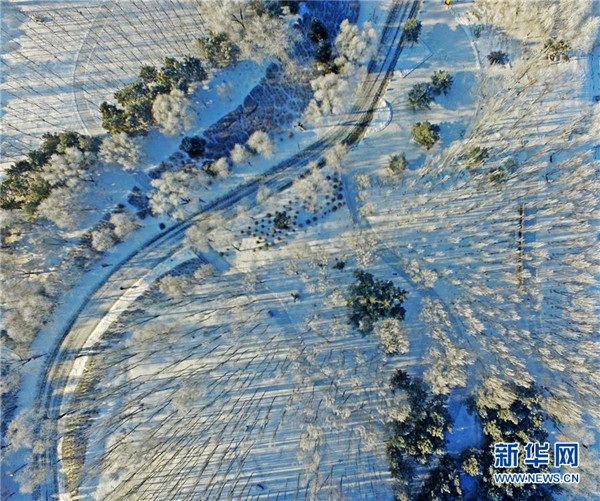 Frost covers Shenyang trees