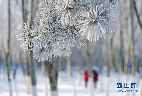 Frost covers Shenyang trees