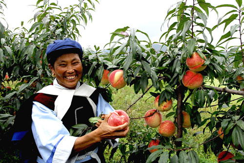 Lijiang's Yunlong county: Snow peach harvest 2014